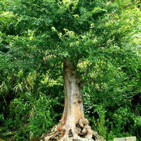 榆樹種植|榆樹(落葉喬木植物):形態特徵,主要品種,生長習性,分布。